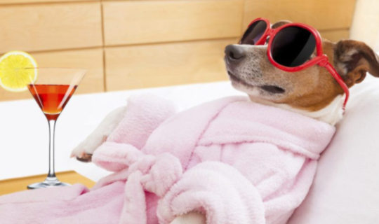 Hotel PetStay